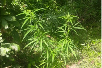 புத்தளத்தில் சட்டவிரோதமாக கஞ்சா செடிகளை வளர்த்தவர் கைது (photo)