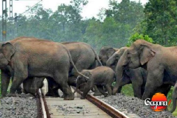 අලි ඇතුන් දුම්රියේ ගැටෙනවට විසදුමක්