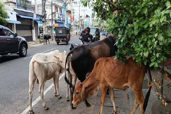 திருகோணமலை நகரில் சுற்றி திரியும் கட்டாக்காலி மாடுகள் ; பொதுமக்கள் விசனம் | Stray Cows Roaming In Trincomalee Public Outrage திருகோணமலை நகரில் சுற்றி திரியும் கட்டாக்காலி மாடுகள் ; பொதுமக்கள் விசனம் | Stray Cows Roaming In Trincomalee Public Outrage