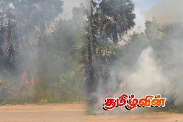 யாழ். வடமராட்சியில் பனை மரங்களுக்கு தீ வைப்பு