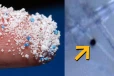 மனித விதைப்பை, விந்தணுக்களில் மைக்ரோபிளாஸ்டிக்ஸ்!