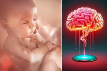 கருவின் மூளை வளர்ச்சியை 3D-யில் படம் பிடித்த சாதனை! சென்னை ஆராய்ச்சியாளர்களுக்கு குவியும் பாராட்டு