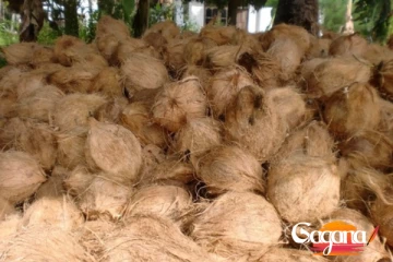 ඔන්න පොල් කාලත් හමාරයි