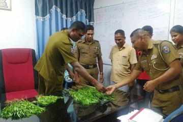 கஞ்சா செடிகளை வீட்டு தோட்டத்தில் வைத்திருந்தவர் தீபாவளி தினத்தில் கைது!