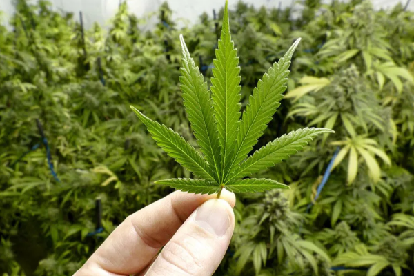 கஞ்சாவுக்கு பச்சைக் கொடி காட்டும் ட்ரம்ப்! | Trump Gives Green Light To Cannabis