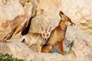 பிரான்சில் பறவைகளிடமிருந்து பாலூட்டிகளுக்குப் பரவும் பயங்கர தொற்றுநோய்: கவலையை ஏற்படுத்தியுள்ள விடயம்...