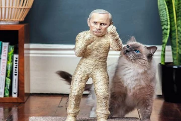 ரஷ்யா-உக்ரைன் போரால் பூனைகளுக்கு  வந்த சோதனை