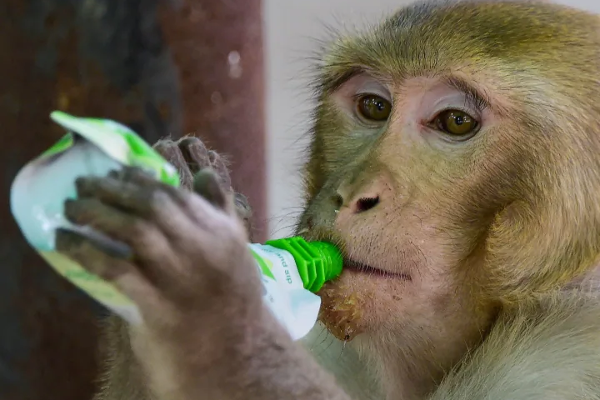 குரங்கம்மை அச்சத்தால் குரங்குகளைக் கொல்லும் மக்கள்! | People Kill Monkeys Because Of Fear Of Monkeys