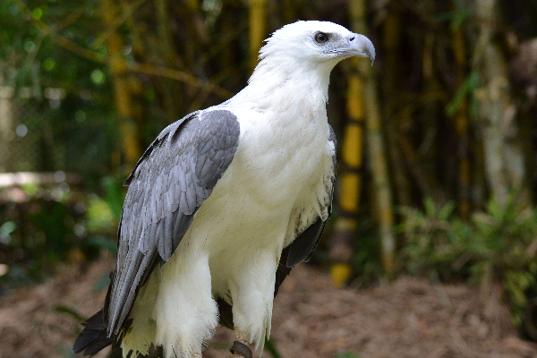 காவல்துறையினருக்கு கிடைத்த இரகசிய தகவல் - அரிய வகை கழுகு மீட்பு! - ஐபிசி தமிழ்