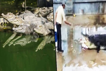 72 வயது முதியவரை கடித்து கொன்ற 40 முதலைகள்!
