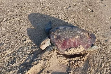 இறந்த நிலையில் கரை ஒதுங்கிய கடல் ஆமை(Photos)