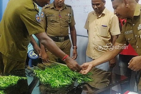 அம்பாறையில் சூட்சுமமான முறையில் கஞ்சா செடி வளர்ப்பு:ஒருவர் கைது (Video) | Aman Arrested Cultivating Cannabis Plants Amparai