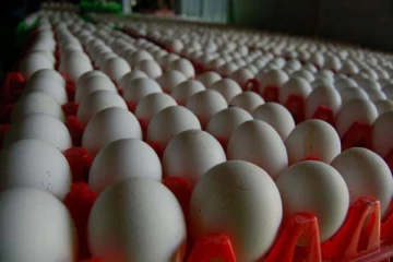 தங்கம் ஏறும் வேகத்தில் வரலாறு காணாத உச்சத்தில் முட்டை விலை - என்ன காரணம்?