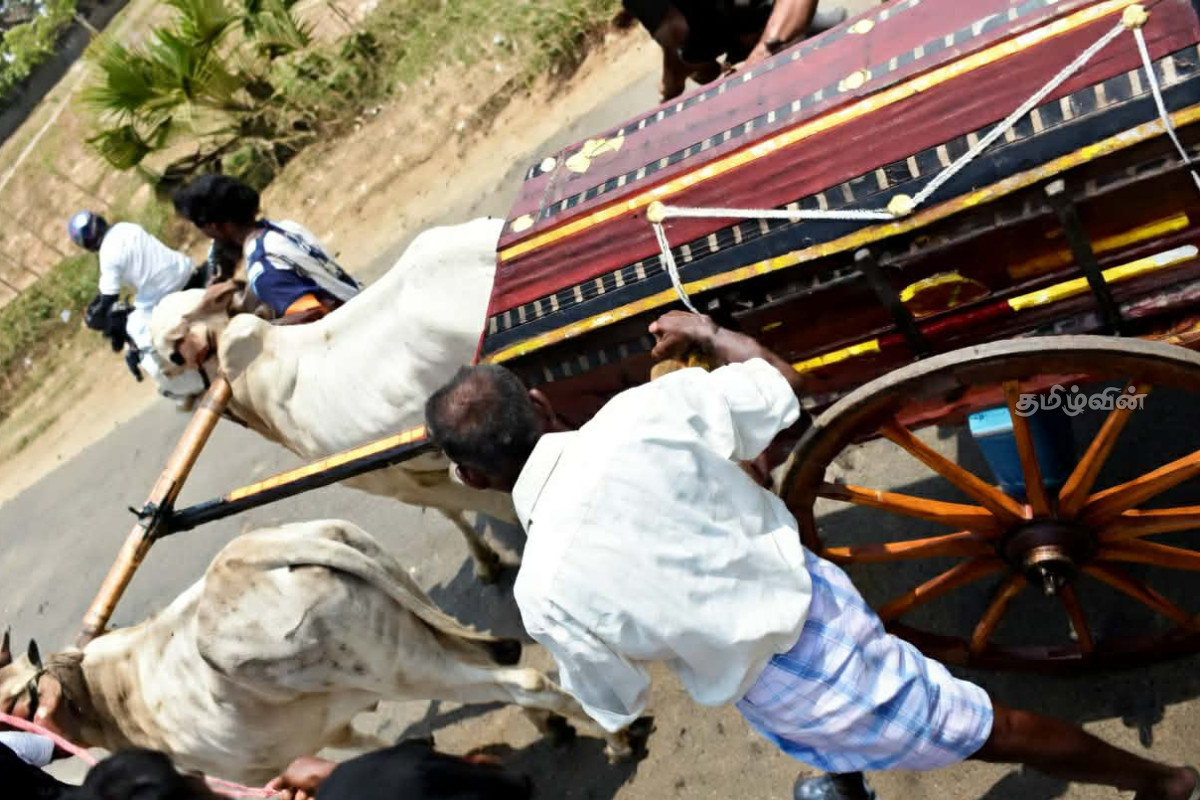 வாழ்நாள் முழுவதும் உணவளித்த எஜமானின் உடலை சுமந்து சென்ற காளைகள்! | Bulls Carried Body Of Owner Fed Them