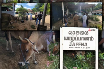 யாழில் தொடரும் பசுவதை: இறைச்சியாக்கப்பட இருந்த கன்றுத்தாச்சி பசு மீட்பு