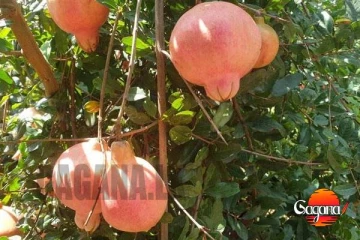 නව දෙළුම් විශේෂ දෙකක් හම්බන්තොටින් මතුවේ [PHOTOS]