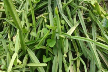 முன்ஜென்ம வினையை தீர்க்கும் பிரண்டை! பலரும் அறியாத உண்மை