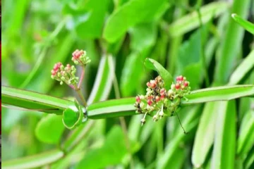 300-க்கும் மேற்பட்ட வியாதிகளை குணப்படுத்தும் அற்புத மூலிகை!