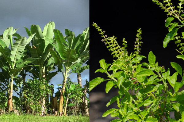 துளசி செடியுடன் சேர்த்து இந்த ஒரு மரத்தை வைத்தால் பண மழை கொட்டுமாம் | Easy Vastu Remedies For Home To Attract Wealth துளசி செடியுடன் சேர்த்து இந்த ஒரு மரத்தை வைத்தால் பண மழை கொட்டுமாம் | Easy Vastu Remedies For Home To Attract Wealth