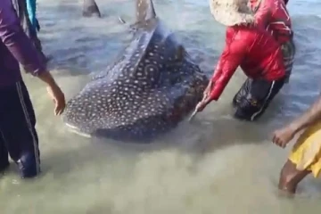 முல்லைத்தீவில் மீனவர்களின் வலையில் சிக்கிய புள்ளி சுறா