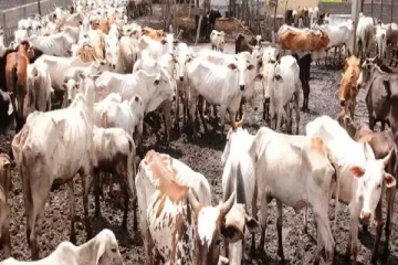 டொலர் நெருக்கடி - கால்நடைகளையும் பாதித்தது