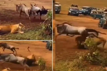 குறிவைத்து காத்திருந்த சிங்கத்திடம் சிக்கிய காளை: பதறவைக்கும் திக் திக் நிமிடம்