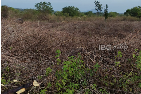 மயிலத்தமடு பகுதியில் மீண்டும் உருவெடுத்த புத்த பெருமான் | Lord Buddha Mayilathaamadu Area