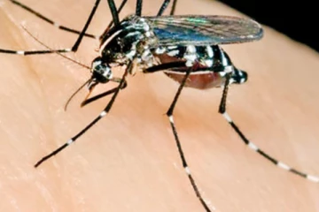 නව මදුරු විශේෂ ද්විත්වයක් මෙරටින් සොයා ගනී..