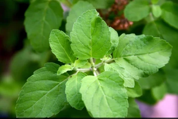 துளசியை அதிகமாக எடுத்துகொண்டால் இந்த ஆபத்தை உண்டாக்கும்! உஷாரா இருங்க