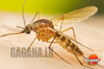 කුරුල්ලන්ගේ හා මිනිසුන්ගේ ලේ බොන මදුරුවෙක් ගැන ඇහෙන අලුත්ම ආරංචියක්!