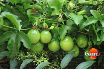 ආසාවෙන් කාපු බීපු වැල් දොඩම් ගැන නරක ආරංචියක්[PHOTOS]