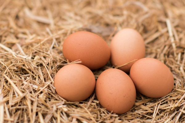 முட்டை விலையை குறைக்க தீர்மானம்; வெளியான தகவல் | Decision To Reduce Egg Prices Information Released