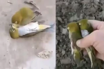 பறவைகளிடத்திலும் அதீத காதல்: கண்களை கலங்க வைக்கும் வீடியோ!