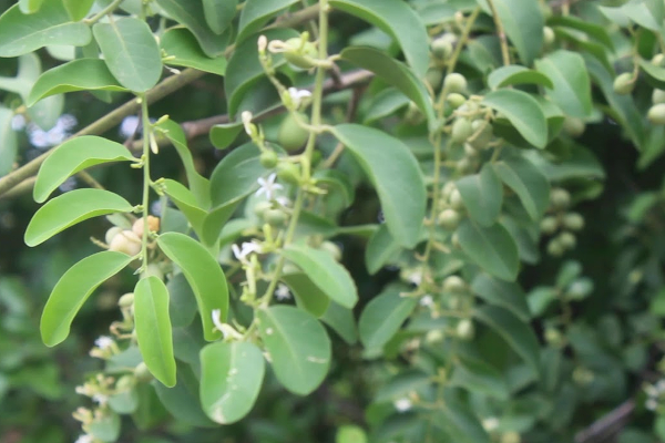 சர்க்கரை நோயினால்  பாதிக்கப் பட்டவர்களுக்கான அற்புத கசாயம் | Miracle Infusion For Diabetics