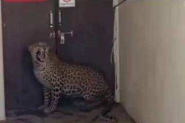 இந்தியா மஹாராஷ்டிரா மருத்துவமனையில் புகுந்த சிறுத்தை