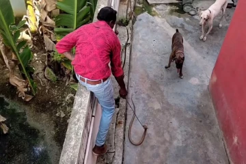 ஓனரை காப்பாற்ற துடிதுடித்து உயிரைக் கொடுத்த நாய் - பாம்புடன் போராடியதில் சோகம்!