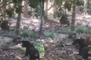 கோழியை காப்பாற்ற பாம்புடன் சண்டையிட்ட நாய்: பார்க்கதூண்டும் காணொளி