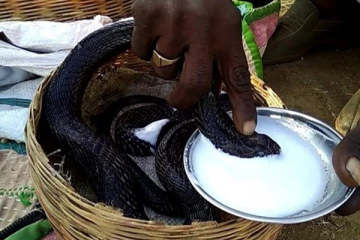 பாம்பினால் பாலை ஜீரணிக்க முடியாதாம் ; உண்மையில் பலருக்கும் தெரியாத சுவாரஸ்ய தகவல்