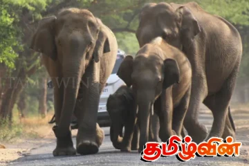 துப்பாக்கிச் சூட்டில் மற்றுமொரு யானை பலி!