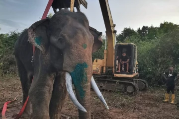 உலக அளவில் யானைகள் இறப்பில் இலங்கை முதலிடம்: இன்னும் 10 ஆண்டுகள் தான்..!நிபுணர்கள் எச்சரிக்கை