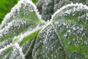 இன்று முதல் நுவரெலியாவில் உறைபனி!