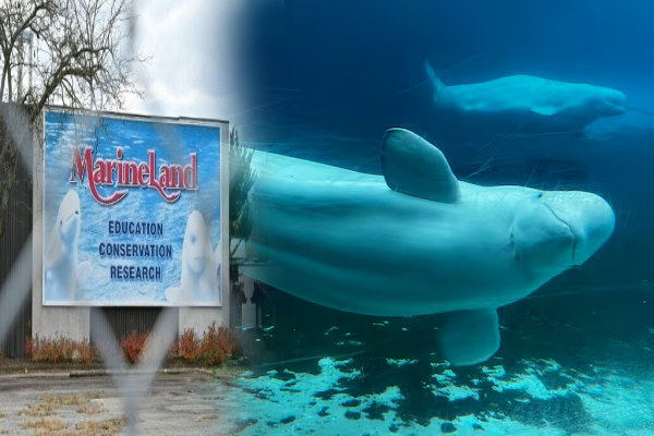 திமிங்கிலங்களை விற்க அமெரிக்காவிடம் அனுமதி கோரும் கனடா! | Marineland Permission From The Us Sell Whales
