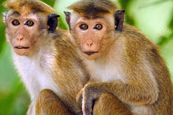 சீனா இலங்கை குரங்குகளை கேட்பது என்? சமூகத்தில் வெடித்துள்ள புதிய சர்ச்சை | China Sri Lankan Monkeys Controversy Society