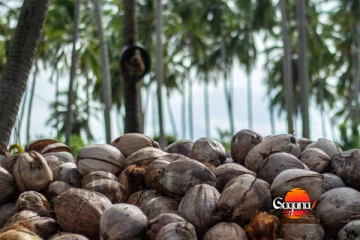 අහස උසට යන පොල් මිල