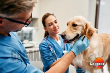 පශු වෛද්‍යවරුන් වැඩ වැඩවර්ජනයක