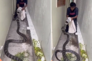 குழாய்க்குள் புகுந்தது போல நடித்து தாக்க பாய்ந்த கருப்பு ராஜ நாகம் - வைரல் காணொளி