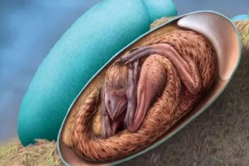 6.6 கோடி ஆண்டுகள் சிந்தாமல் சிதறாமல் புதைந்திருந்த டைனோசரின் முட்டை கரு!