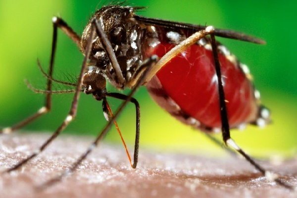 தேசிய டெங்கு கட்டுப்பாட்டு பிரிவு விடுத்துள்ள எச்சரிக்கை! | Prevalence Dengue Country Increased By 30 Percent