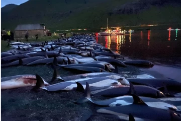 ரத்த வெள்ளத்தில் கடற்கரை - திருவிழாவில் கொல்லப்பட்ட 1,428 டால்பின்கள்