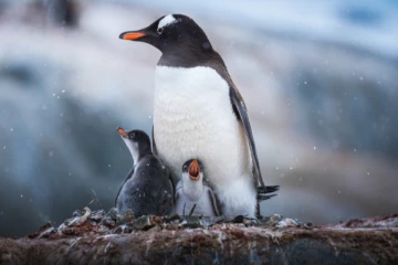 அண்டார்டிகாவில் காலநிலை மாற்றத்தால்  ஏற்பட்டுள்ள ஆபத்து